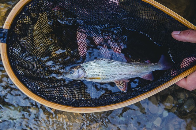 fishing, urban, lakes, gear, nature, trout