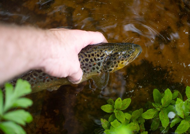 fishing-urban-lakes-gear-nature-trout-640x480-23730102.jpeg