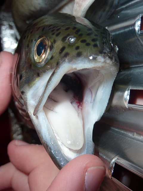 fishing, urban, lakes, gear, nature, trout