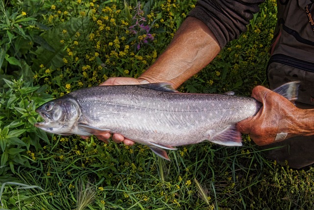 fishing, urban, lakes, gear, nature, trout