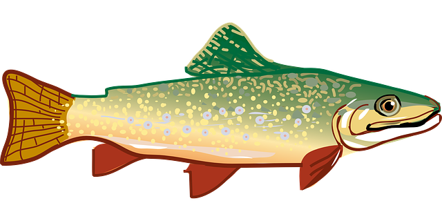 fishing, urban, lakes, gear, nature, trout
