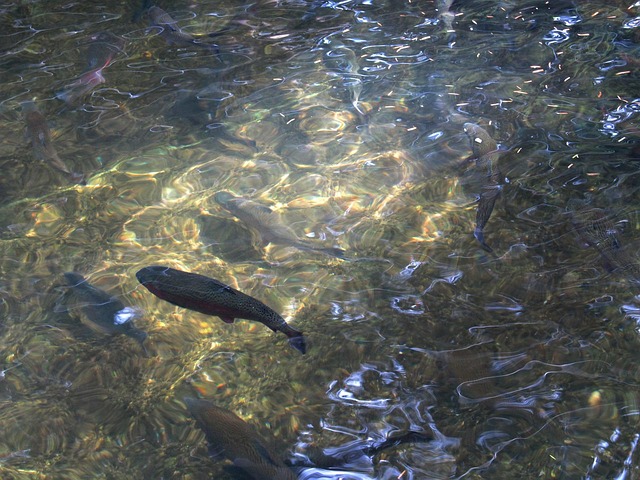 fishing, urban, lakes, gear, nature, trout