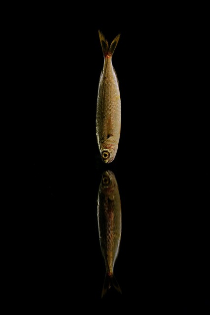 fishing, urban, lakes, gear, nature, trout