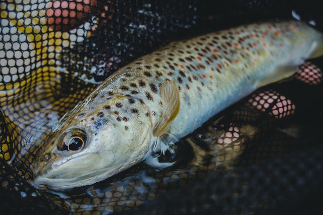 fishing, urban, lakes, gear, nature, trout