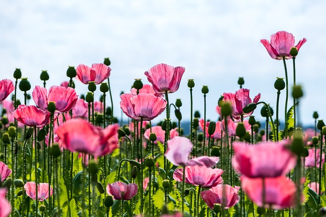 flowers