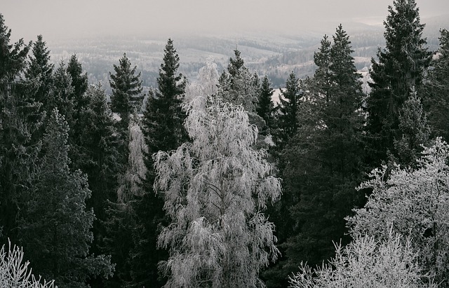 forests