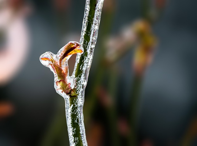 freeze