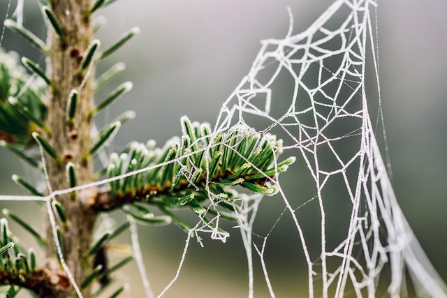 frost