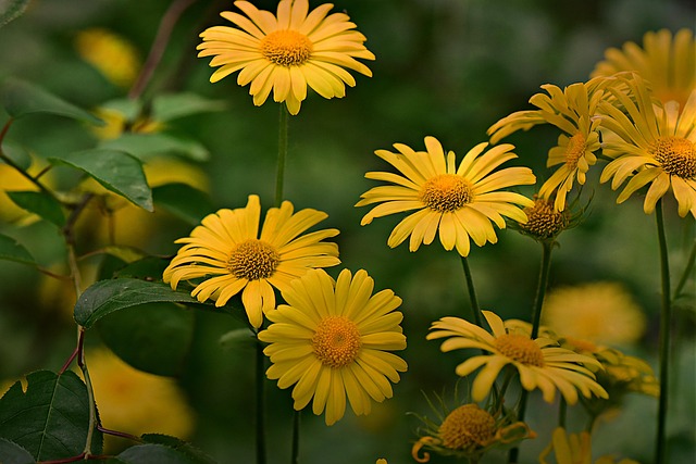 gardens
