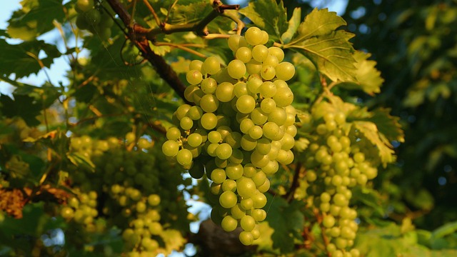 grapes