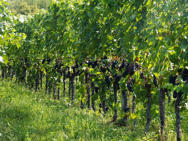grapes