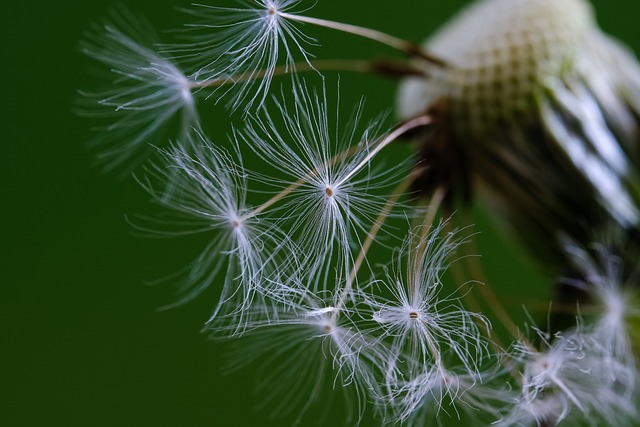 growth