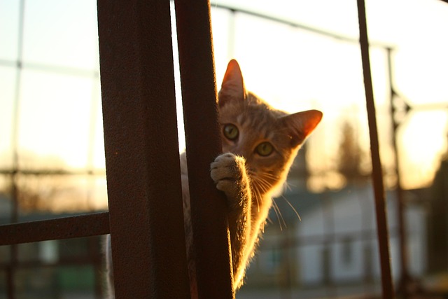 hidden
