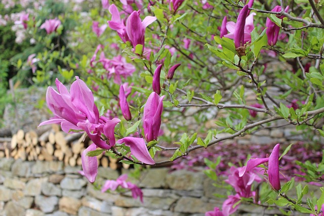 hidden, secret, gems, trails, gardens, art