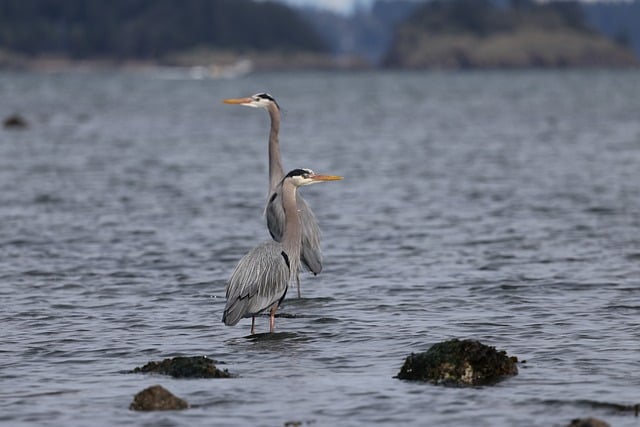 hiking, kayaking, biking, fishing, camping, wildlife
