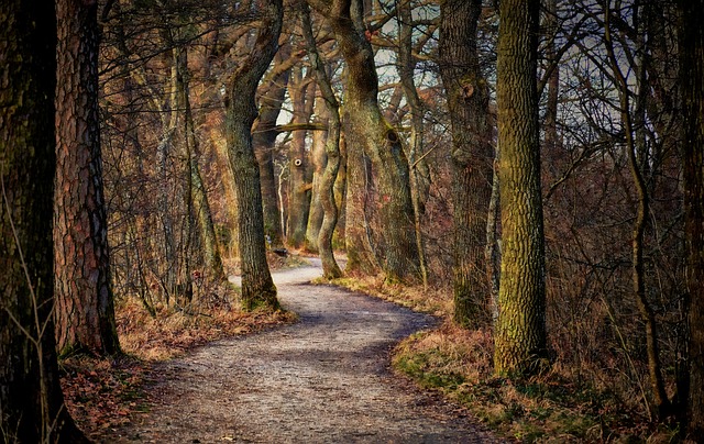 hiking, nature, trails, forest, mountains, adventure