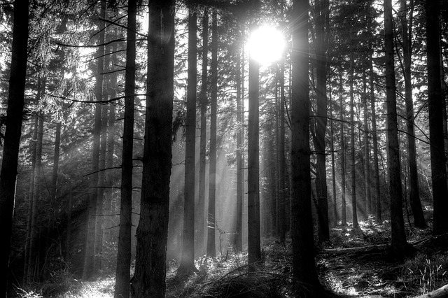 hiking, nature, trails, forest, mountains, adventure