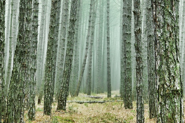 hiking, nature, trails, forest, mountains, adventure