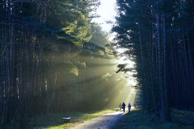 hiking, nature, trails, forest, mountains, adventure