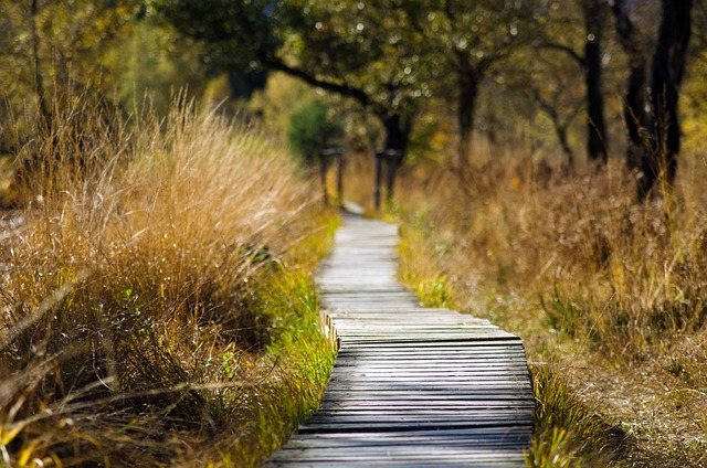 hiking, nature, trails, forest, mountains, adventure