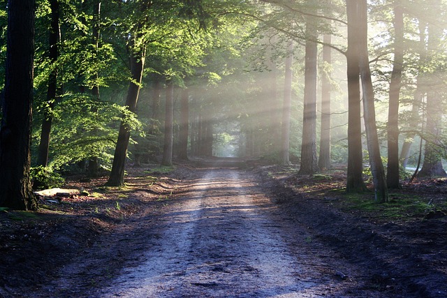 hiking, nature, trails, forest, mountains, adventure