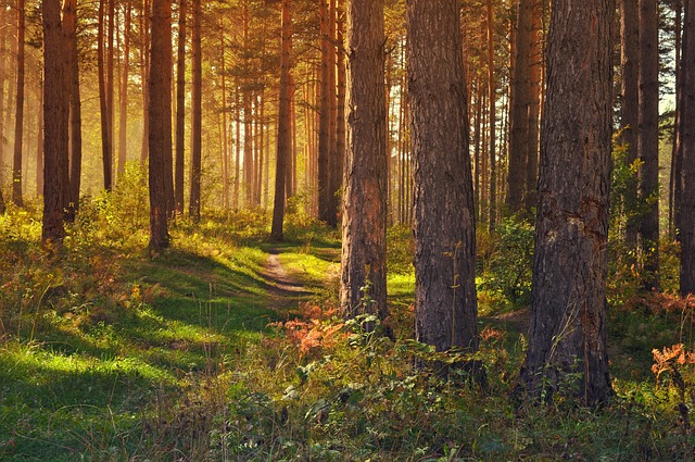 hiking, nature, trails, forest, mountains, adventure