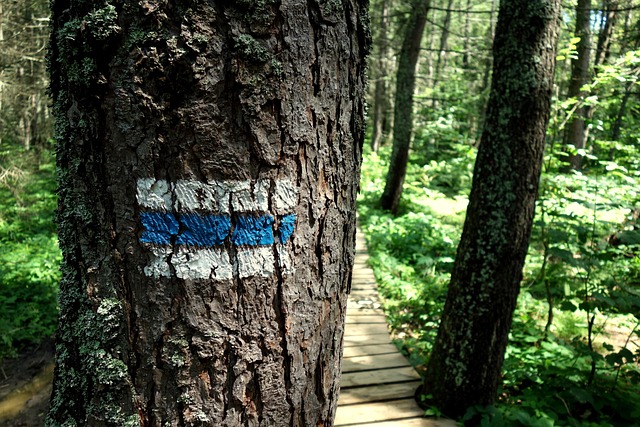 hiking-trails-forest-mountains-waterfall-640x480-14623644.jpeg