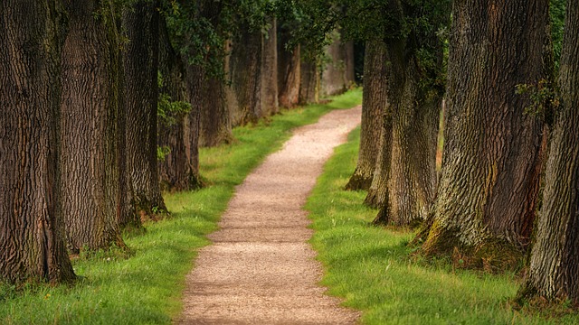 Hiking, Trails, Forest, Mountains, Waterfalls, Nature