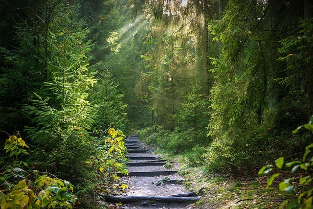 hiking-trails-forest-mountains-waterfall-640x480-30602830.jpeg