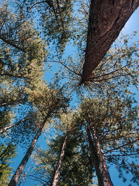 hiking-trails-nature-forest-wildlife-adv-640x480-1304444.jpeg