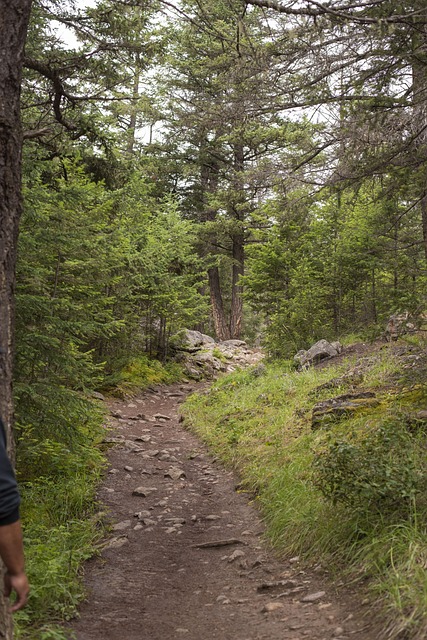hiking, trails, nature, forest, wildlife, adventure