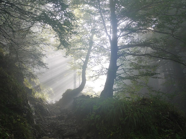 hiking-trails-nature-forest-wildlife-adv-640x480-42894542.jpeg