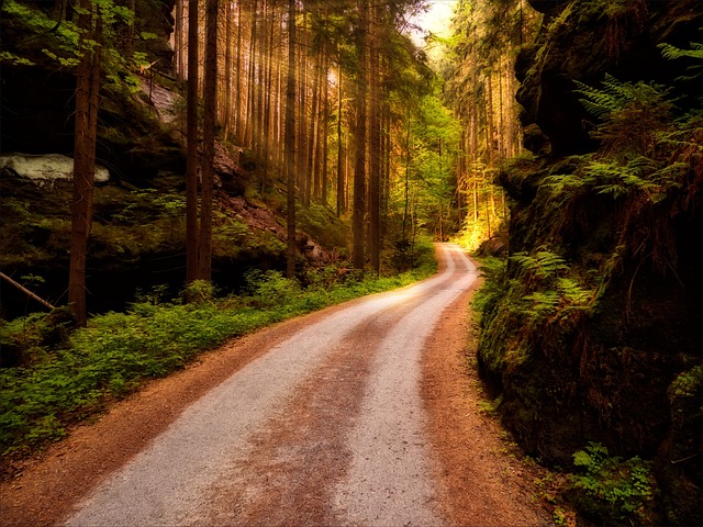 hiking, trails, nature, forest, wildlife, adventure