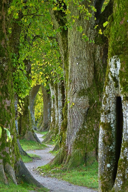hiking, trails, nature, forest, wildlife, adventure