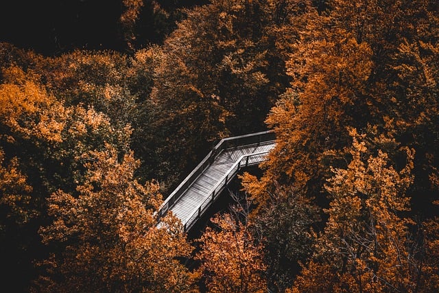 hiking, trails, nature, forest, wildlife, adventure