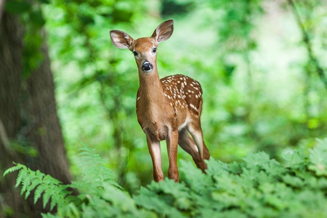 hiking-trails-nature-forest-wildlife-adv-640x480-68972445.jpeg
