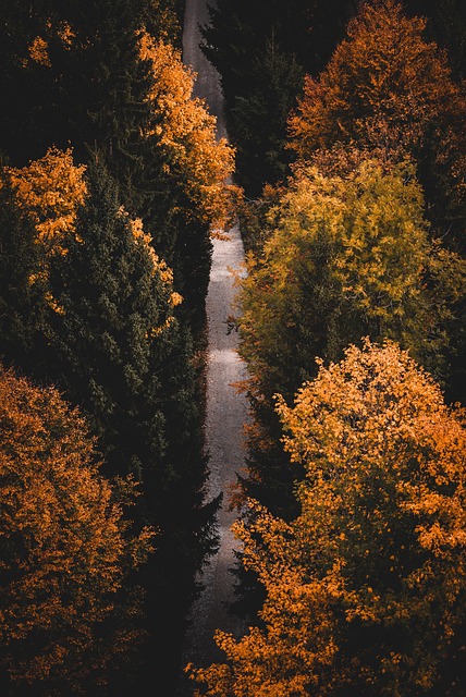 hiking, trails, nature, forest, wildlife, adventure