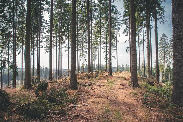 hiking-trails-nature-forest-wildlife-adv-640x480-86060079.jpeg