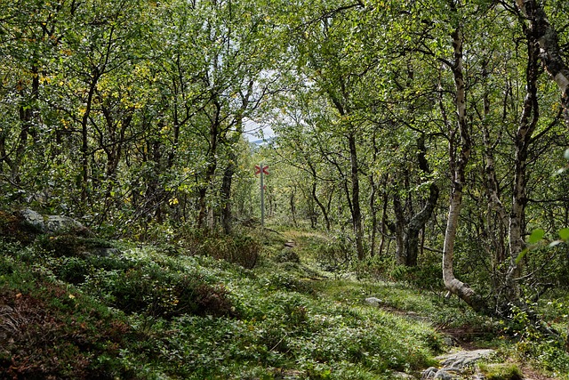hiking, trails, nature, forest, wildlife, adventure