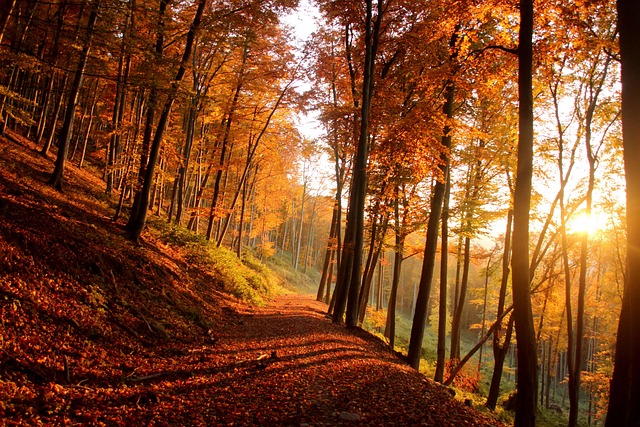 hiking, trails, nature, mountains, forests, scenic