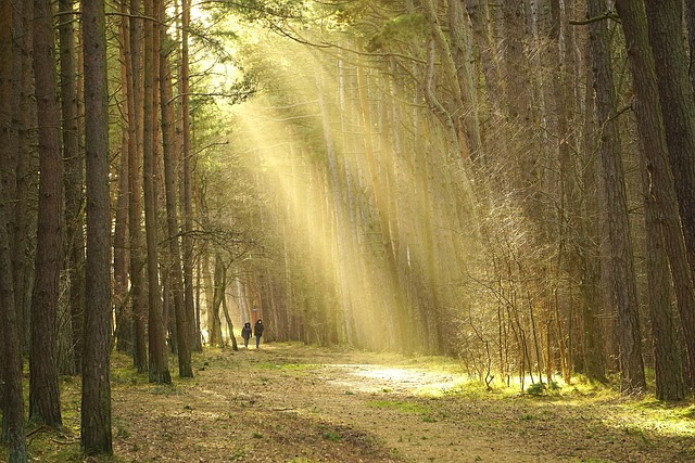 hiking, trails, nature, mountains, forests, scenic