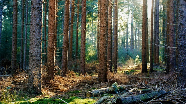 hiking-trails-nature-mountains-forests-s-640x480-88900520.jpeg
