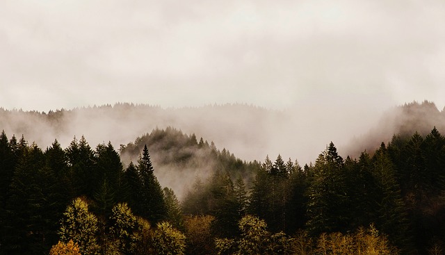 hiking, trails, nature, Oregon, Eugene, landscape
