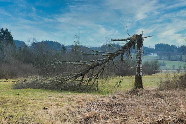 insurance, claim, coverage, damage, homeowner, policy