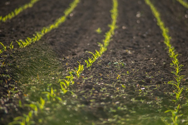 Junction City’s Green Revolution: Protecting Nature Amid Railroad Expansion
