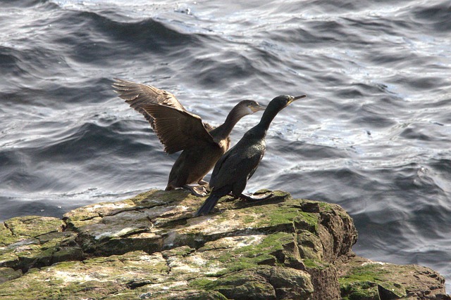 juvenile