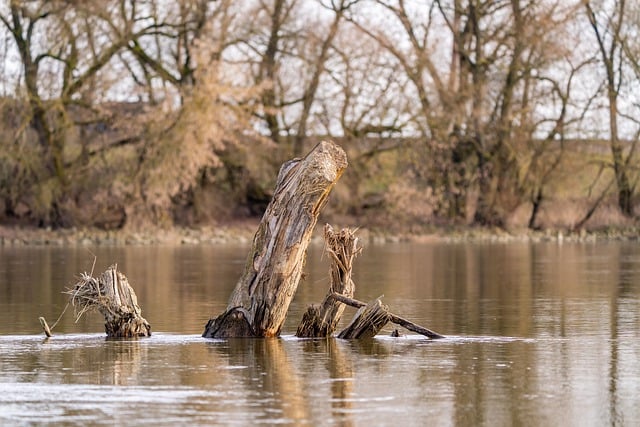 kayaking, river, paddle, nature, adventure, wildlife