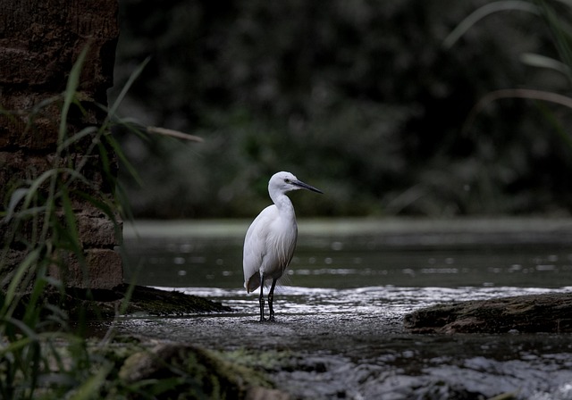 kayaking, river, paddle, nature, adventure, wildlife
