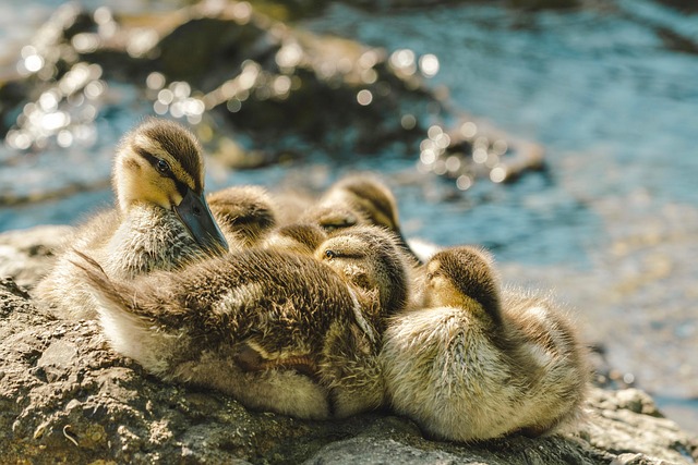 kayaking, river, paddle, nature, adventure, wildlife