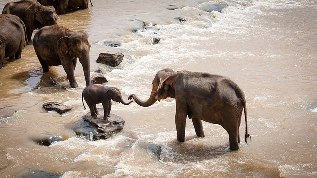 kayaking, river, paddle, nature, adventure, wildlife
